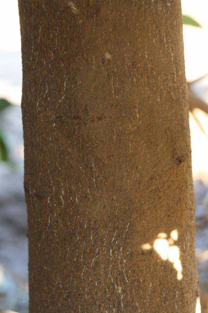              Bark (Riverside, CA)       